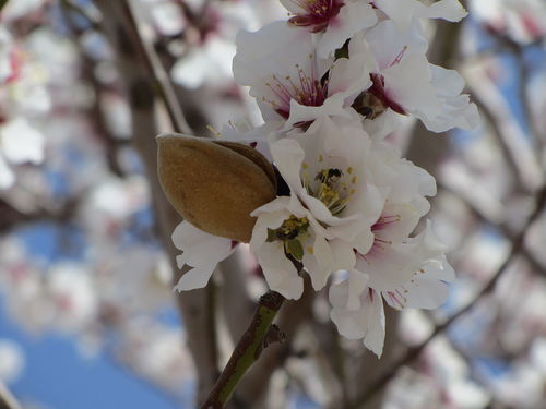 Almond Joy Anointing Oil - Sonship line ( Supernatural leadership when God chooses you to lead while everyone is complaining!)
