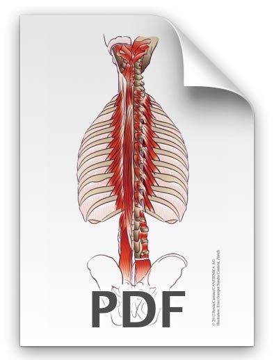 PDF: Rückenmuskulatur