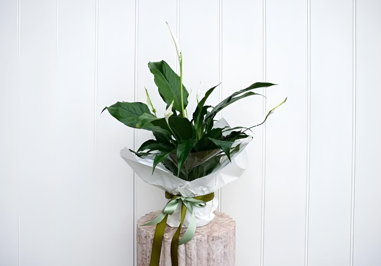 Peace Lily Plant ($55.00)