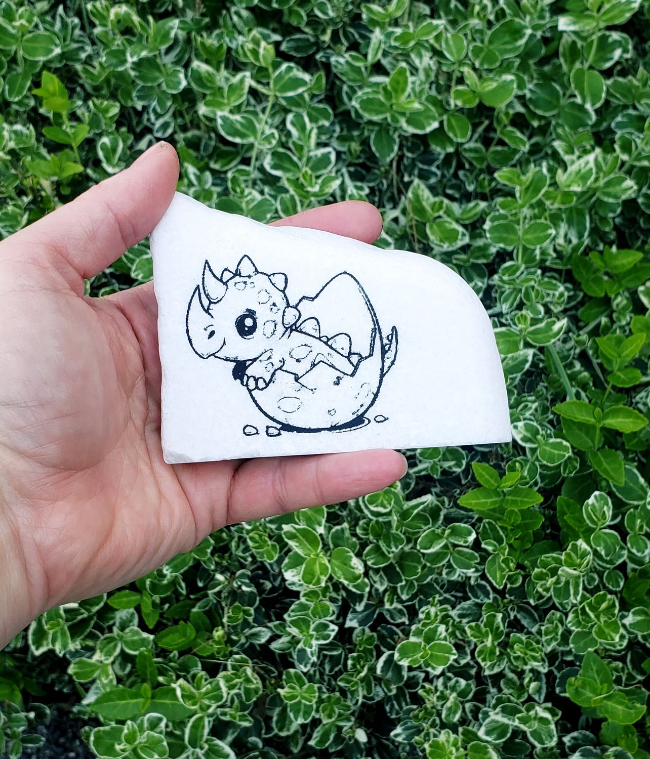 Hatchling Triceratops