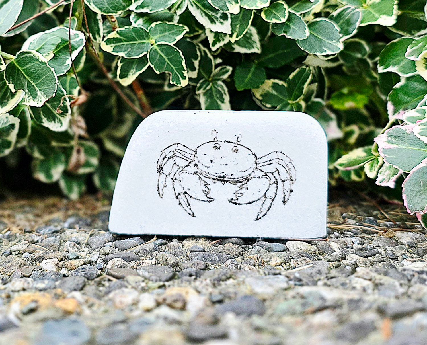 Cute Coastal Crab