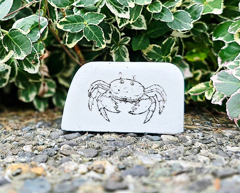 Cute Coastal Crab