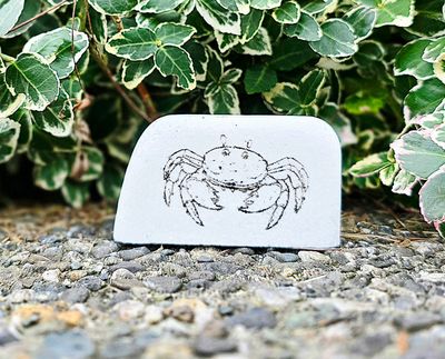 Cute Coastal Crab