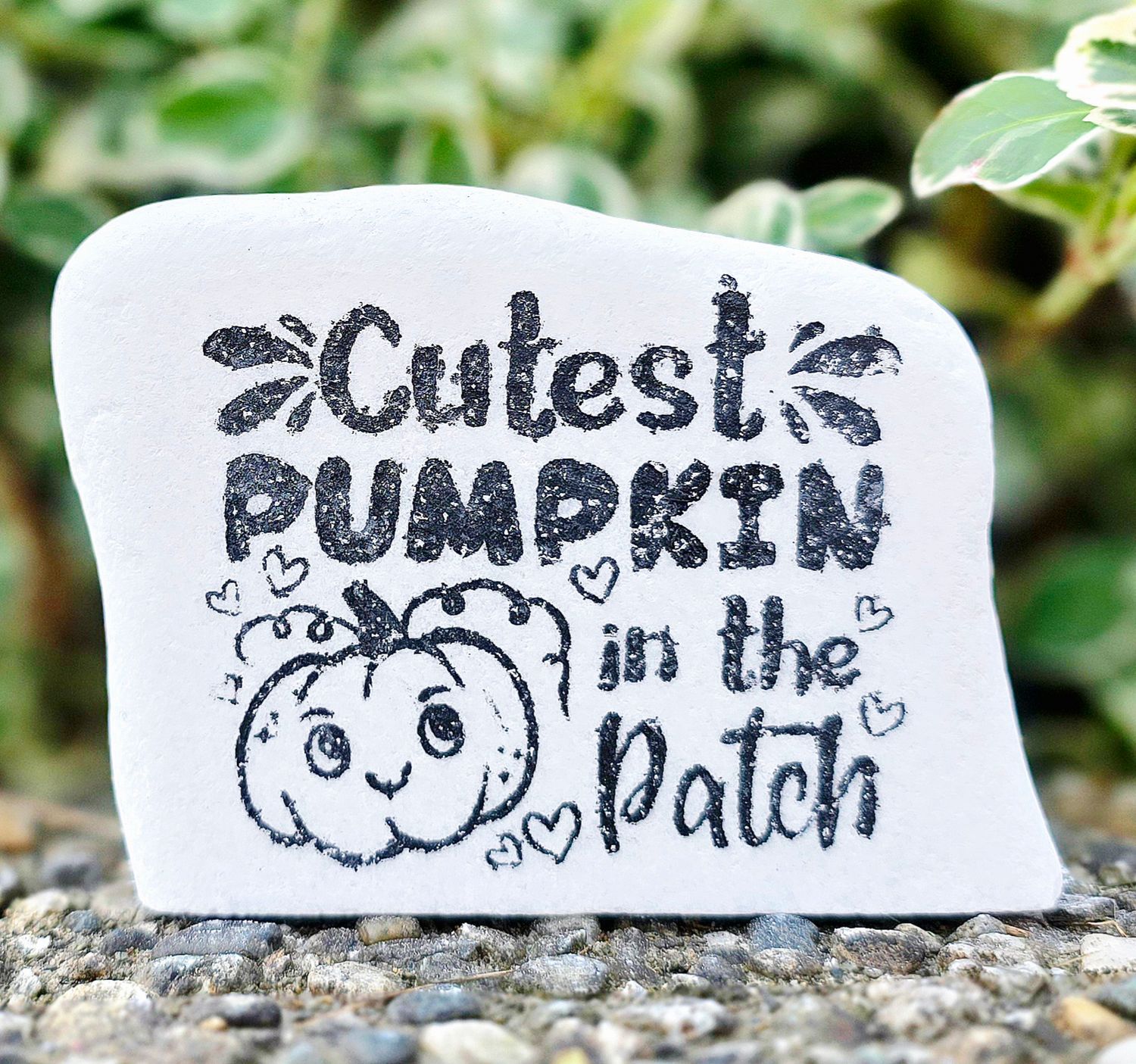 Cutest Little Pumpkin in the Patch
