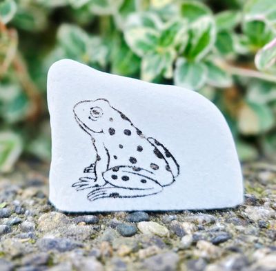 Spotted Frog