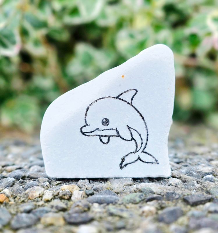 Little Splash Dolphin