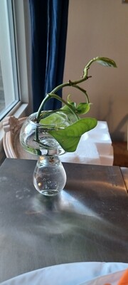 Glass Propagating vase