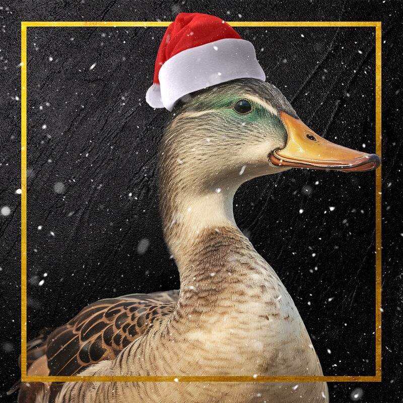 Weihnachtsente vom 24. bis 26.12.2024