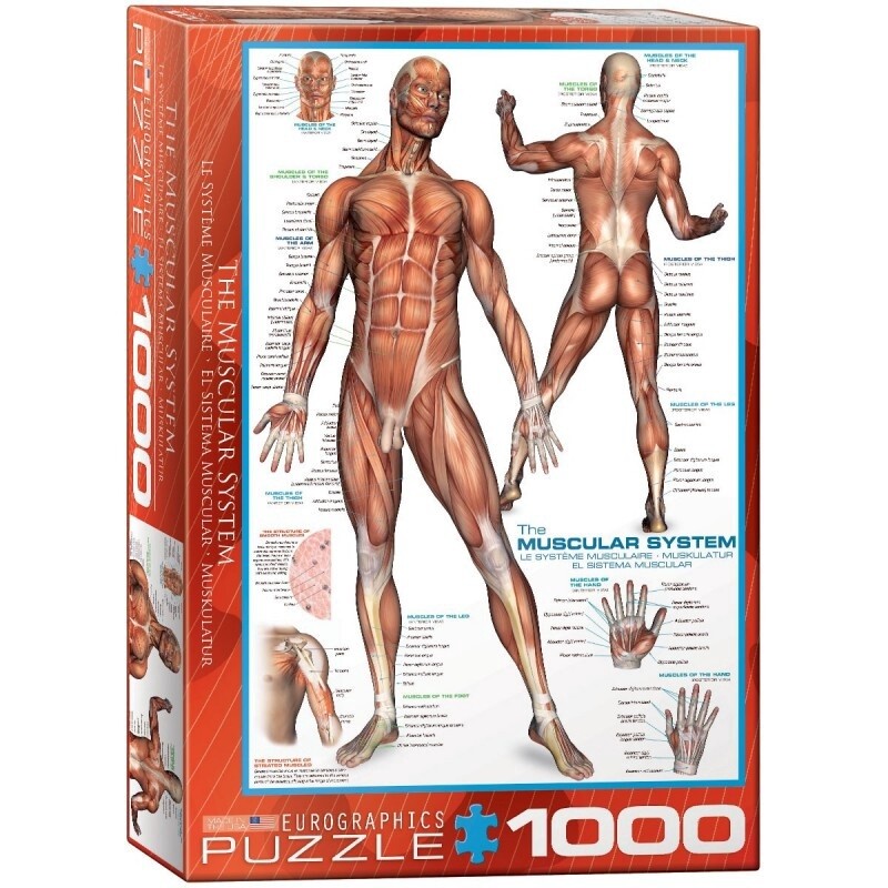 The Muscular System - 1000 stukjes