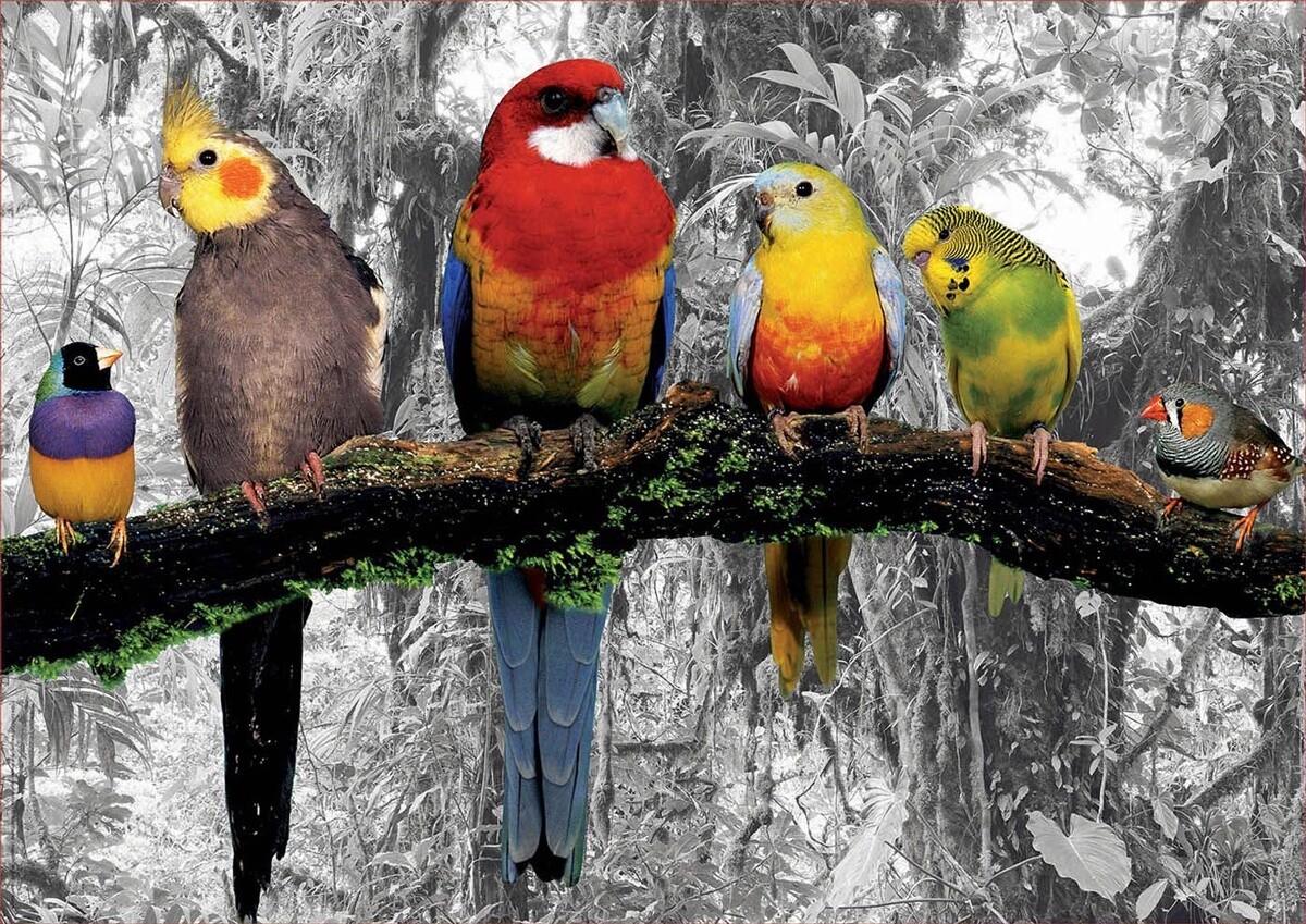 birds on the jungle