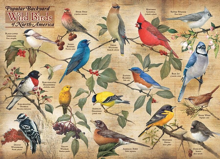 Popular Backyard Wild Birds of North America Puzzel - 1000 stukjes