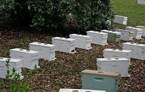 Nucs