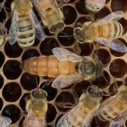 2026 Mated Italian Queen Bee (Open Mated) Pre-Order