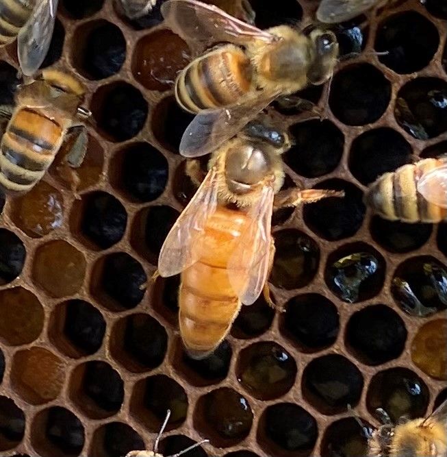 2026 Mated Russian Queen Bee (Open‑Mated) Pre-Order