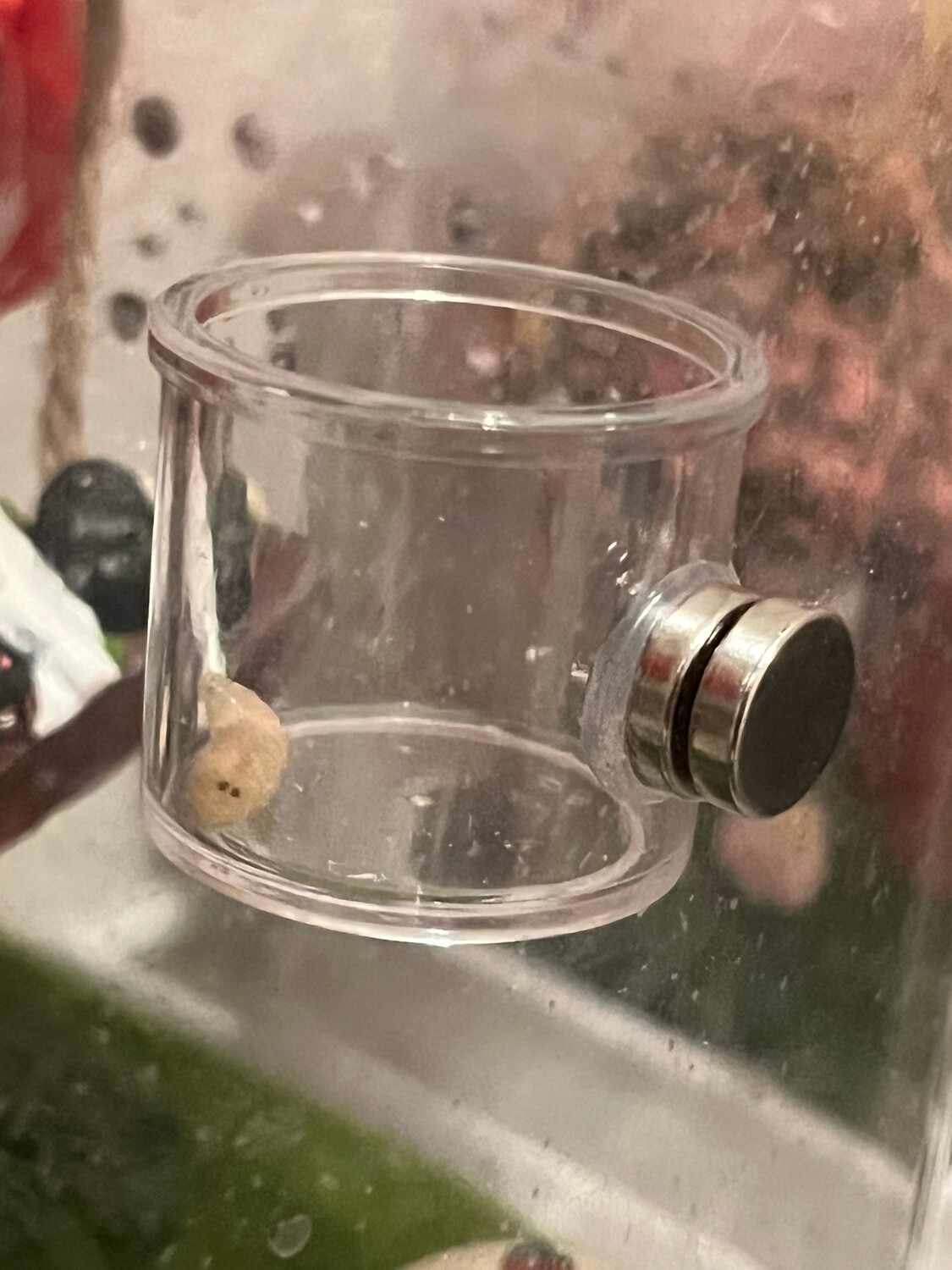 Small Clear Feeding Dish