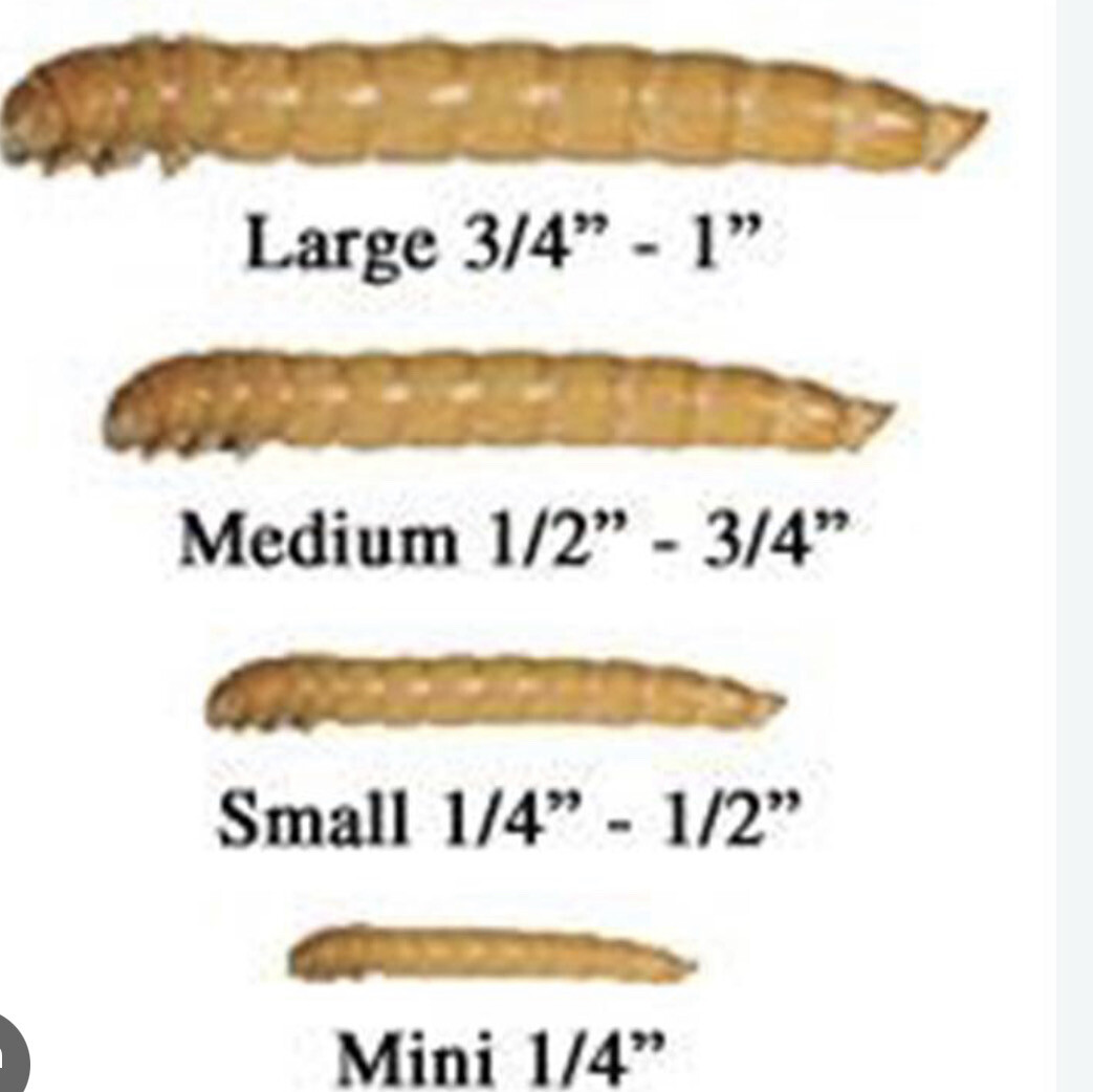 XS Meal Worms 50count