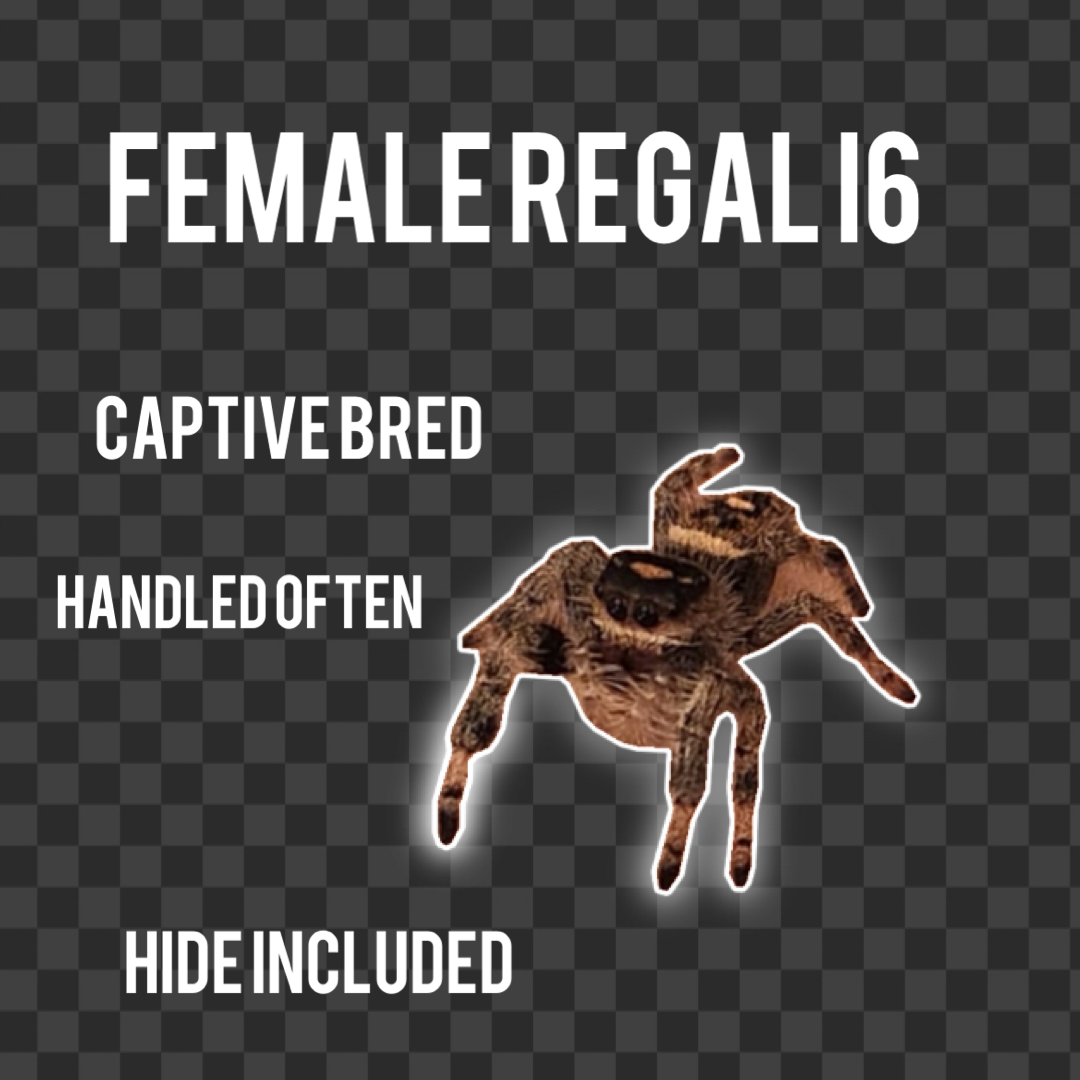 Female Regal I6-I7