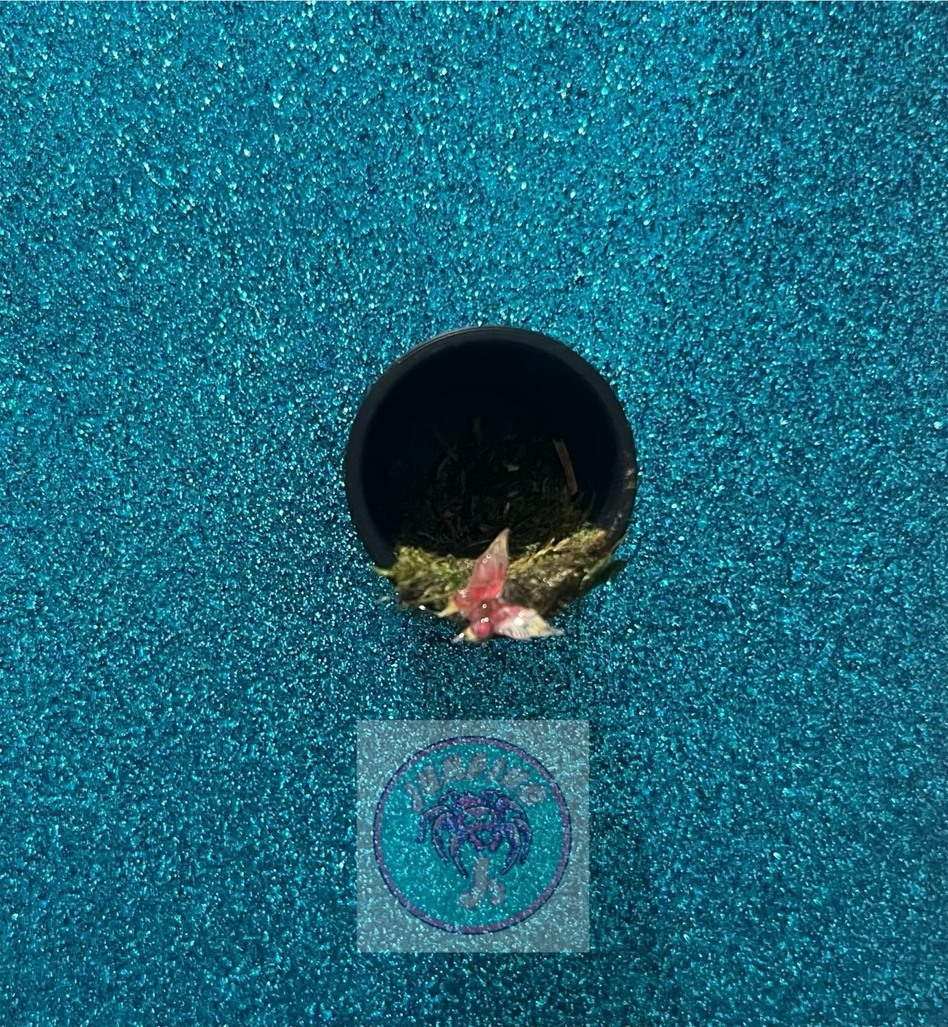 Butterfly Accent Hide