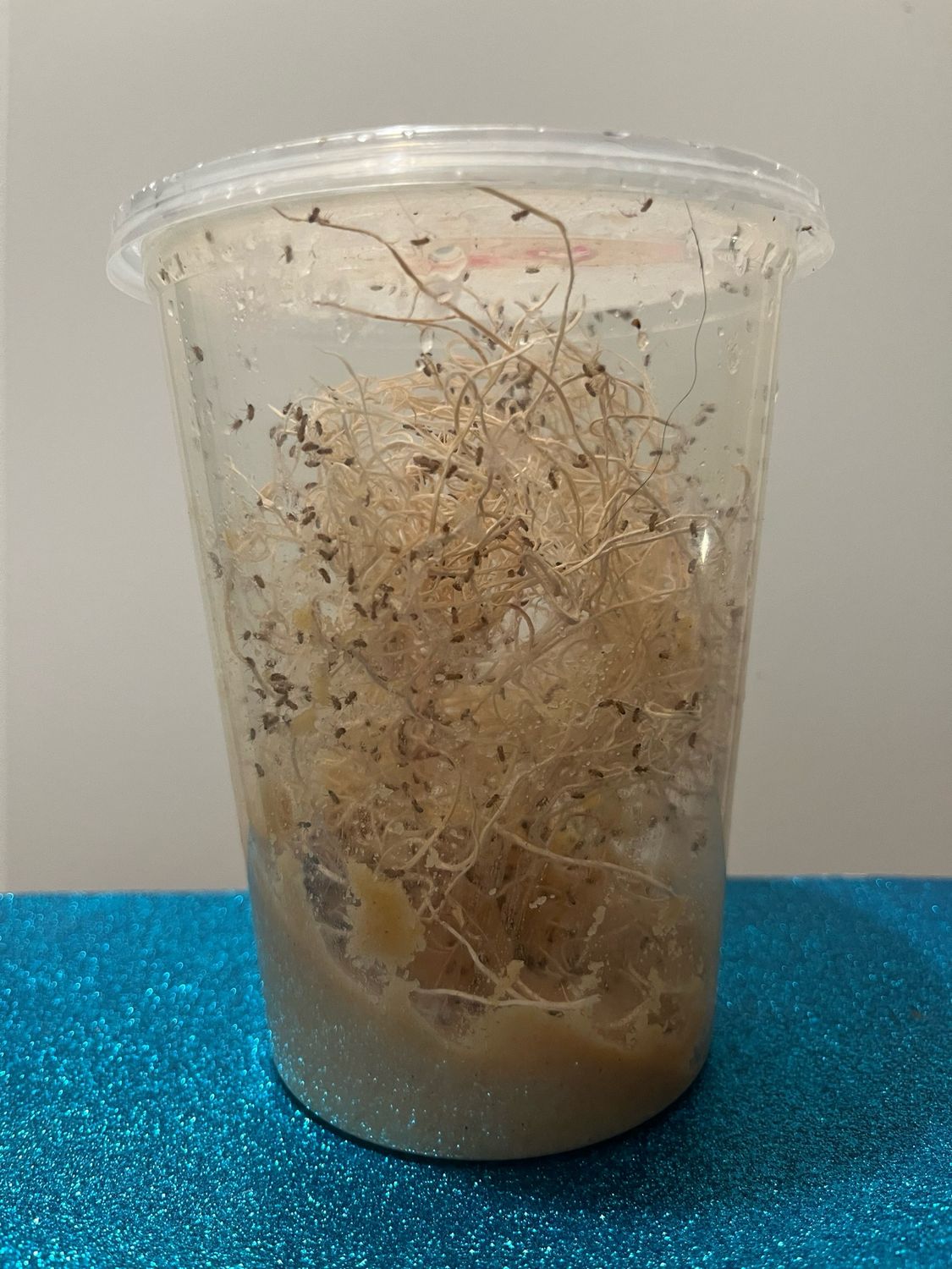 Melanogaster Fruit Fly Colony