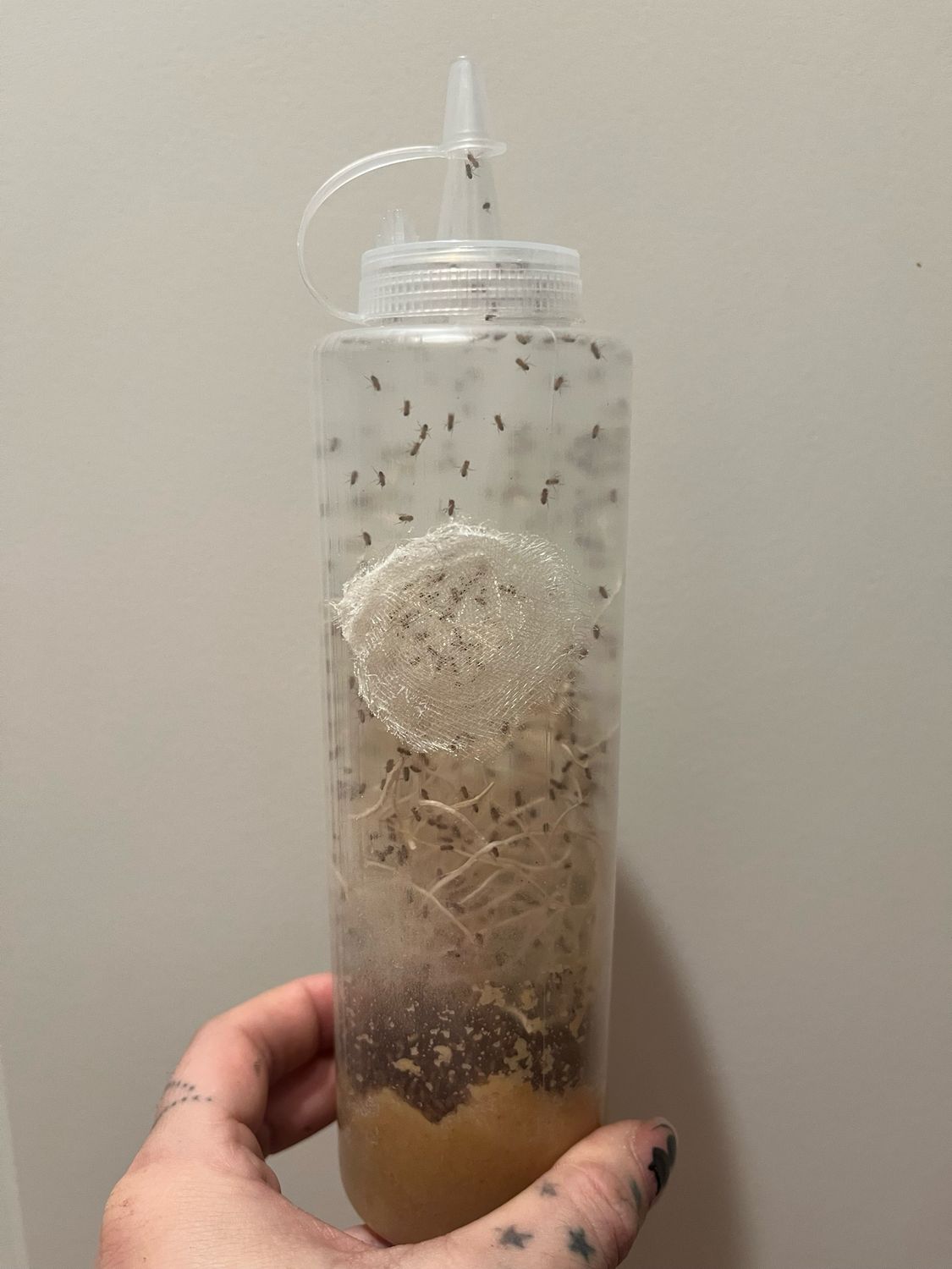 Fruit Fly Culture In Easy Feed Bottle