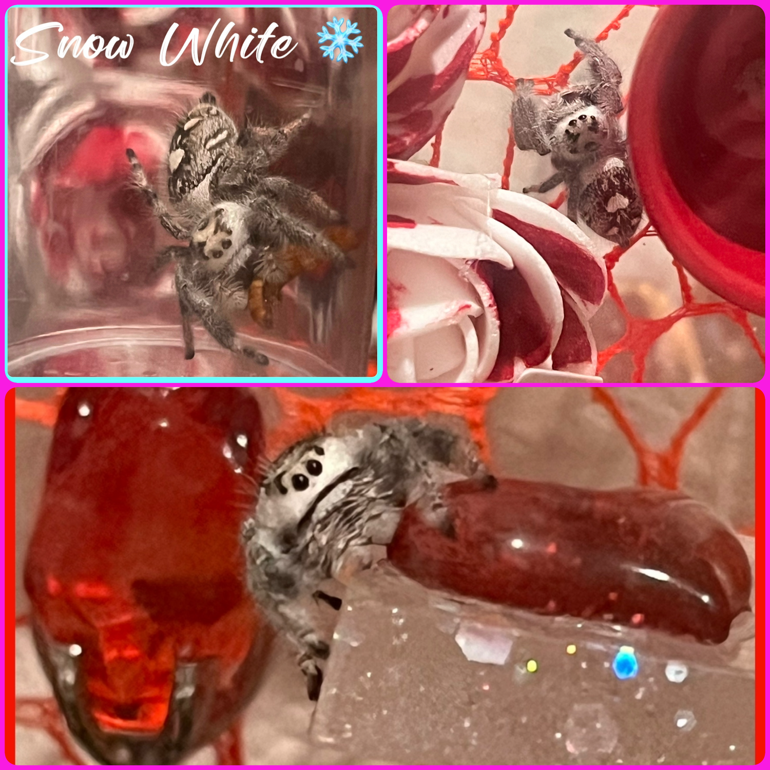 Unsexed White Bahamas I6 Jumping Spiders… Only 1 Left !!