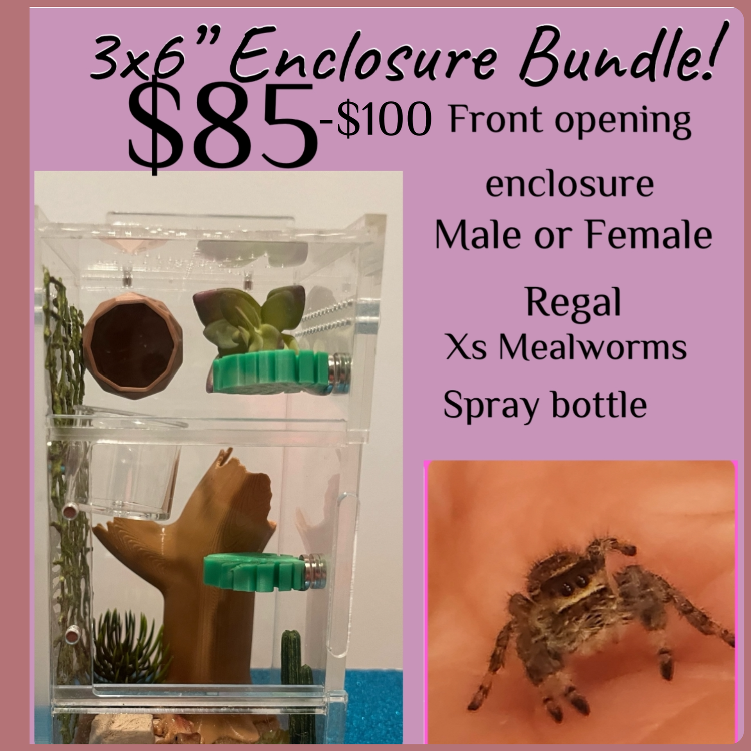 The Ultimate Spooder Bundle