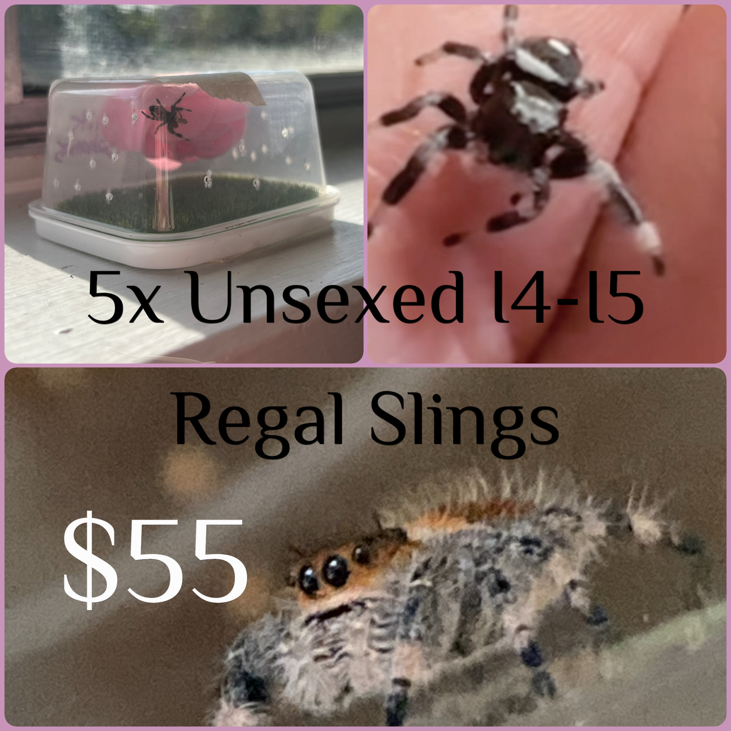 5 Unsexed Regal Slings I4