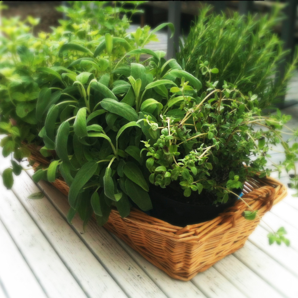 Herb 1