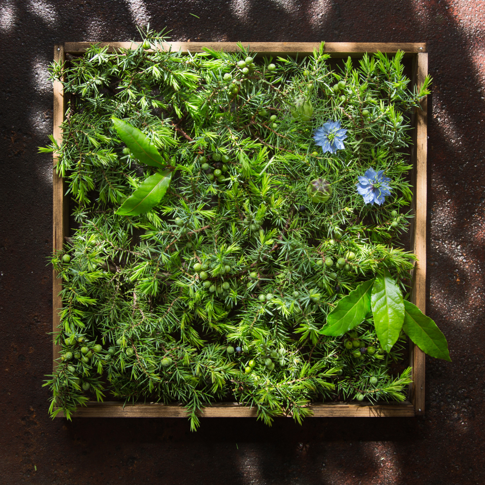 Herb 3
