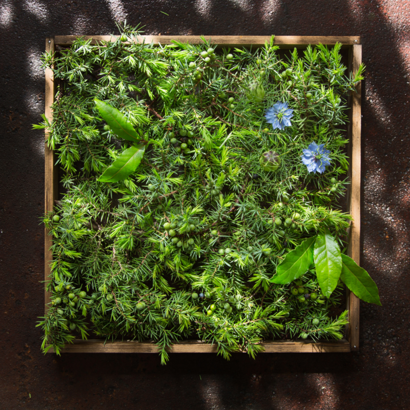 Herb 3
