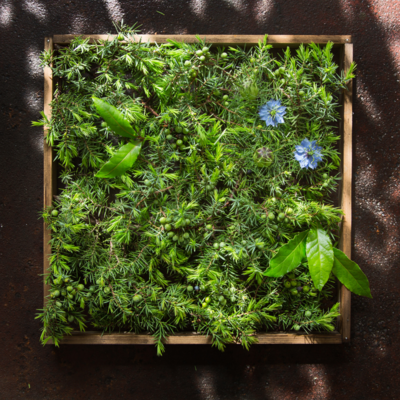 Herb 3