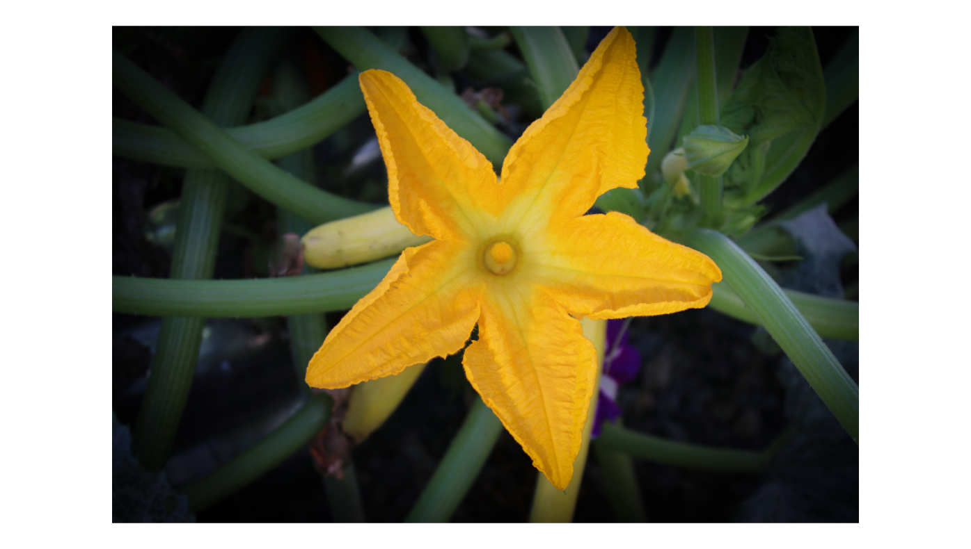 Zuchinni Flower 1