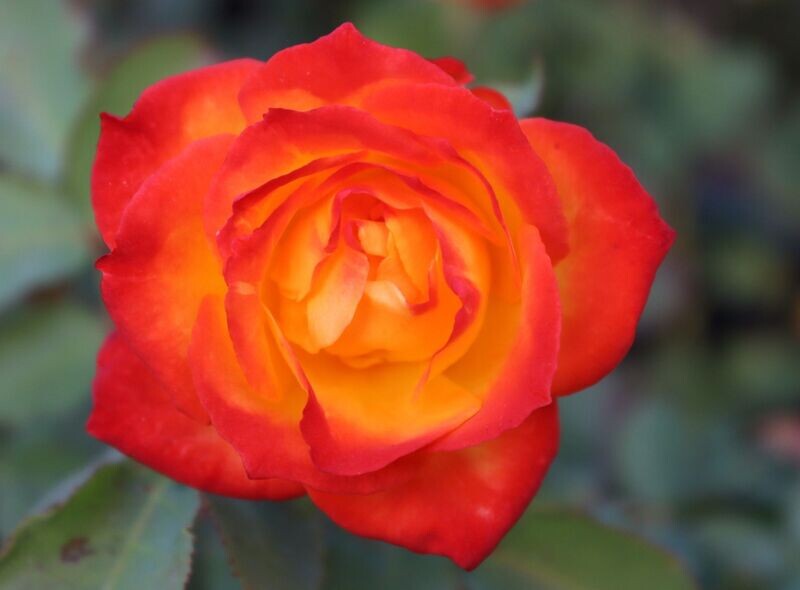 Rose 4