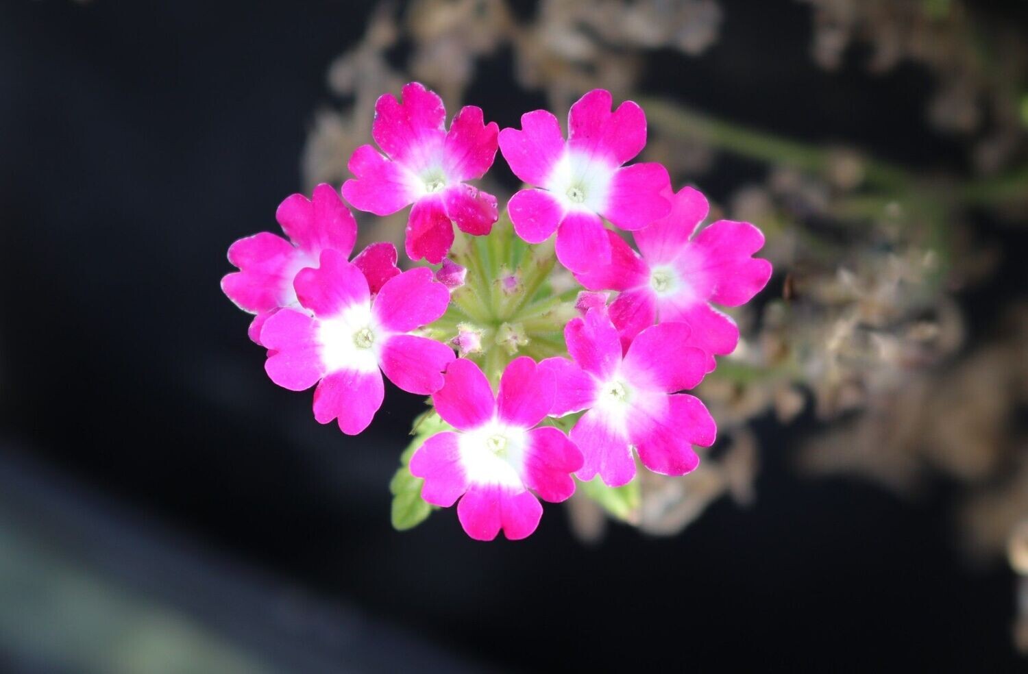 Verbena 2