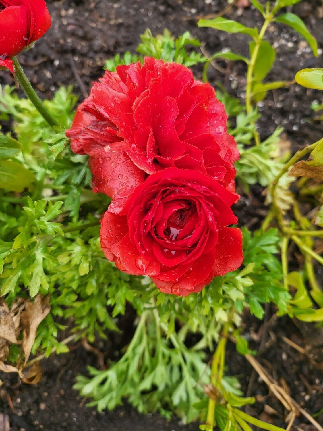 Rose 5