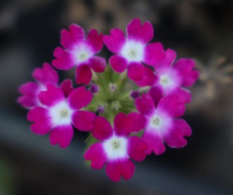 Verbena 1