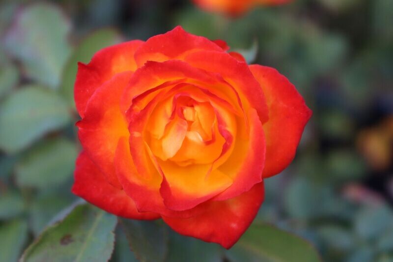 Rose 3
