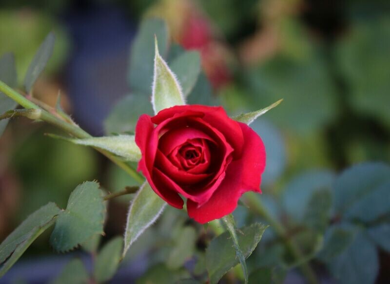 Rose 2 Red