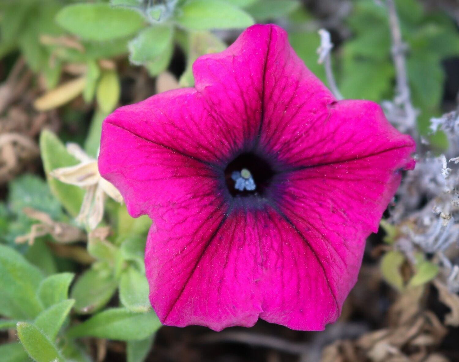Petunia 6