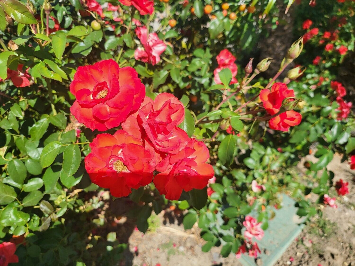 Rose 1