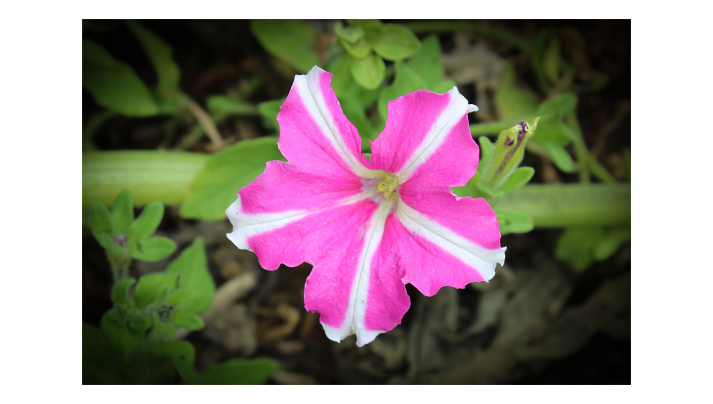 Petunia 2