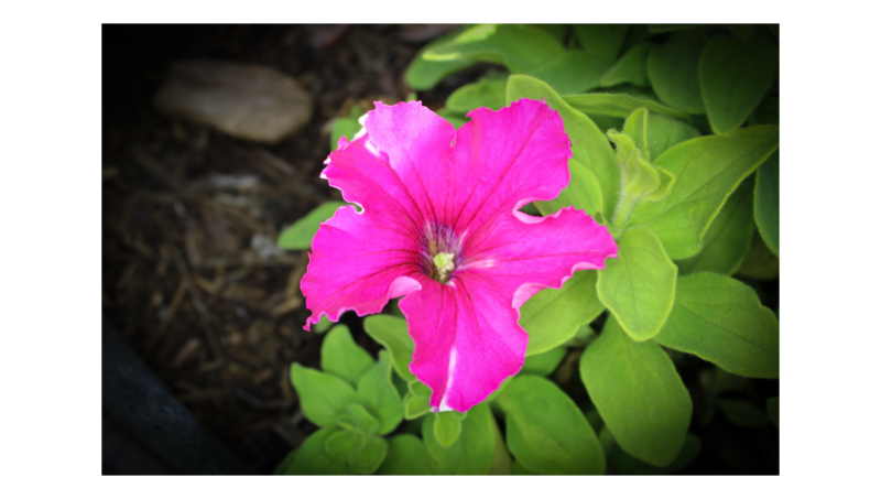 Petunia 3