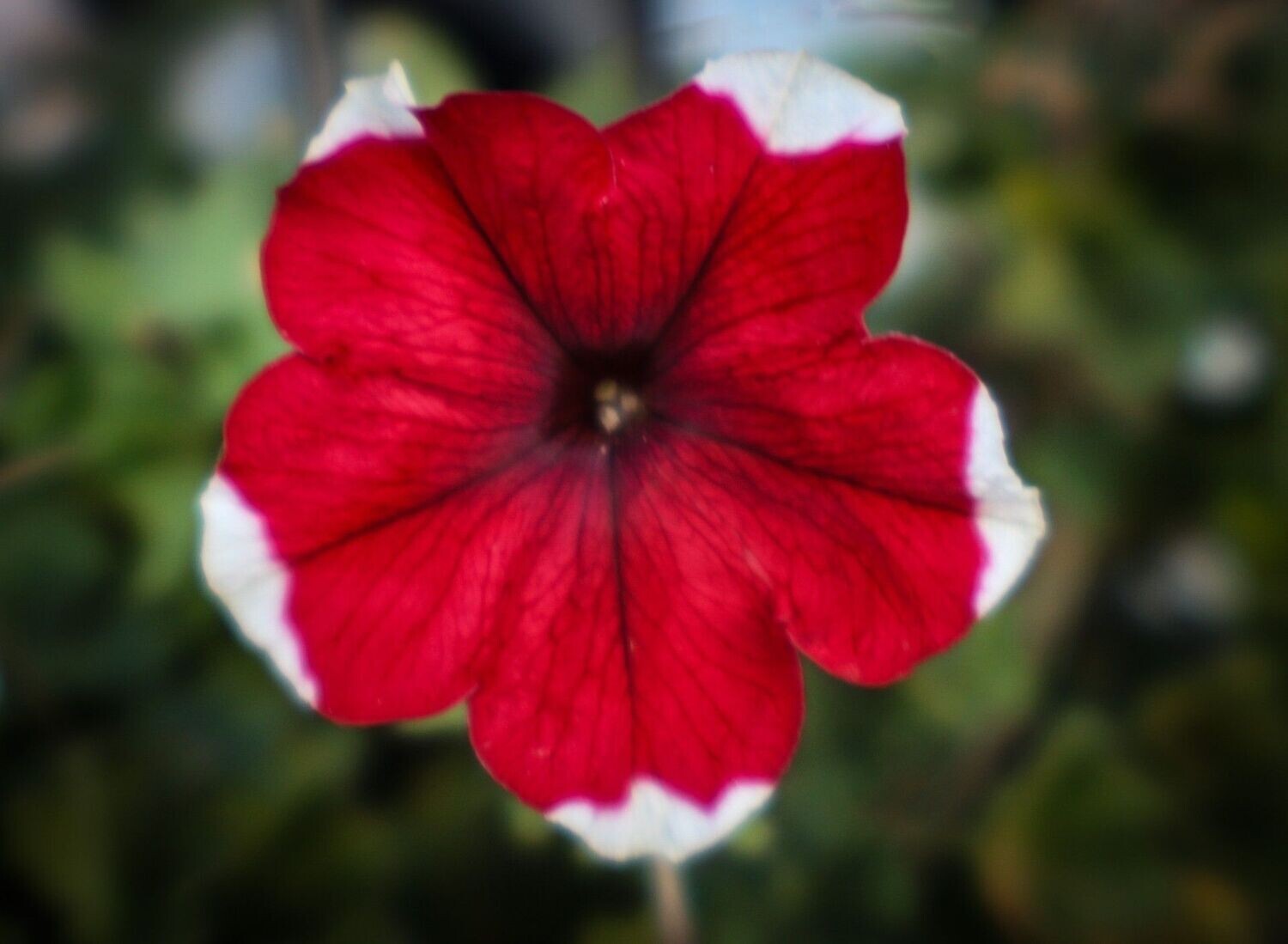 Petunia 4