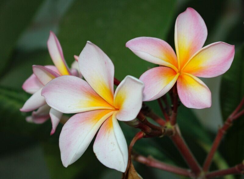 Plumeria 2