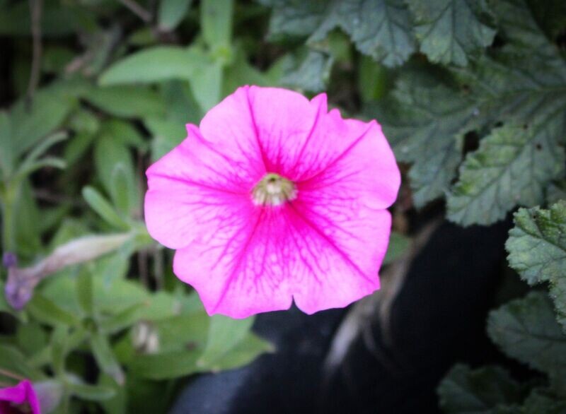 Petunia 7