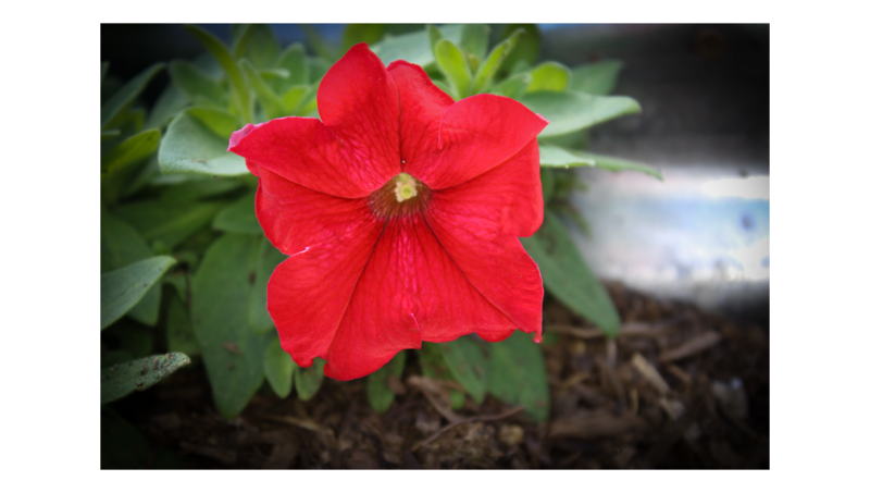Petunia 1