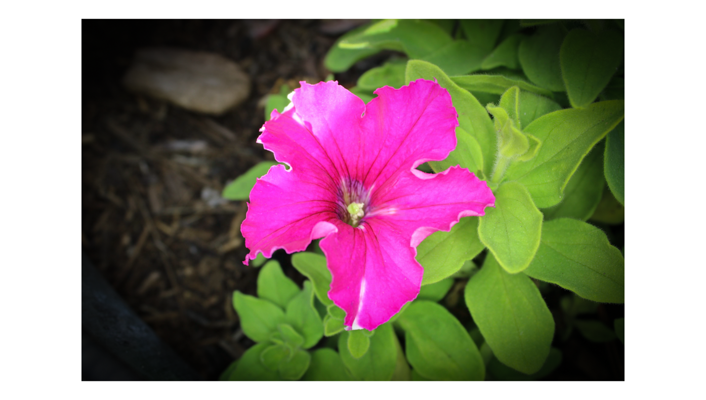 Petunia 5