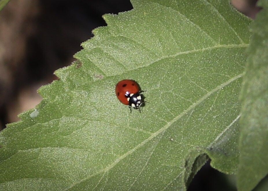 Lady Bug 1