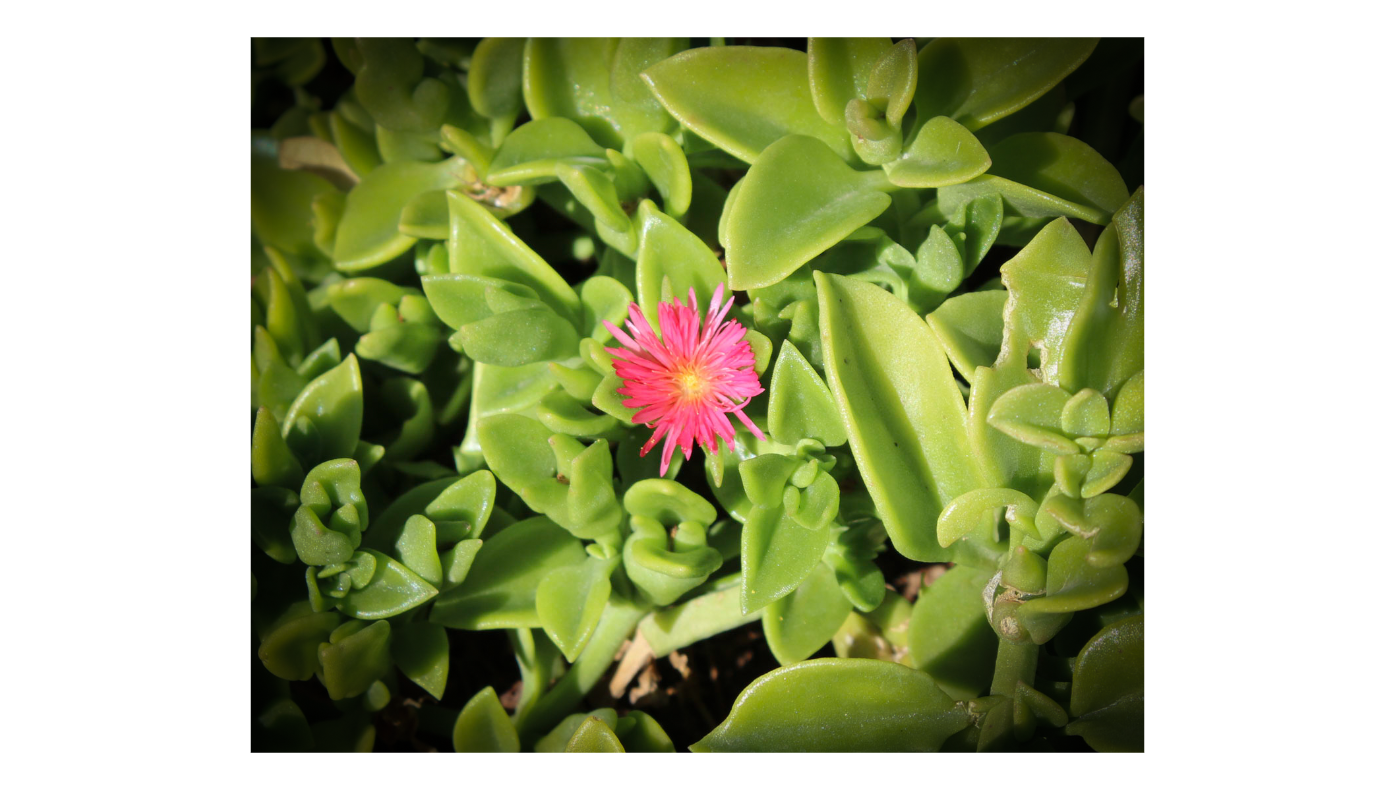 Ice Plant 1