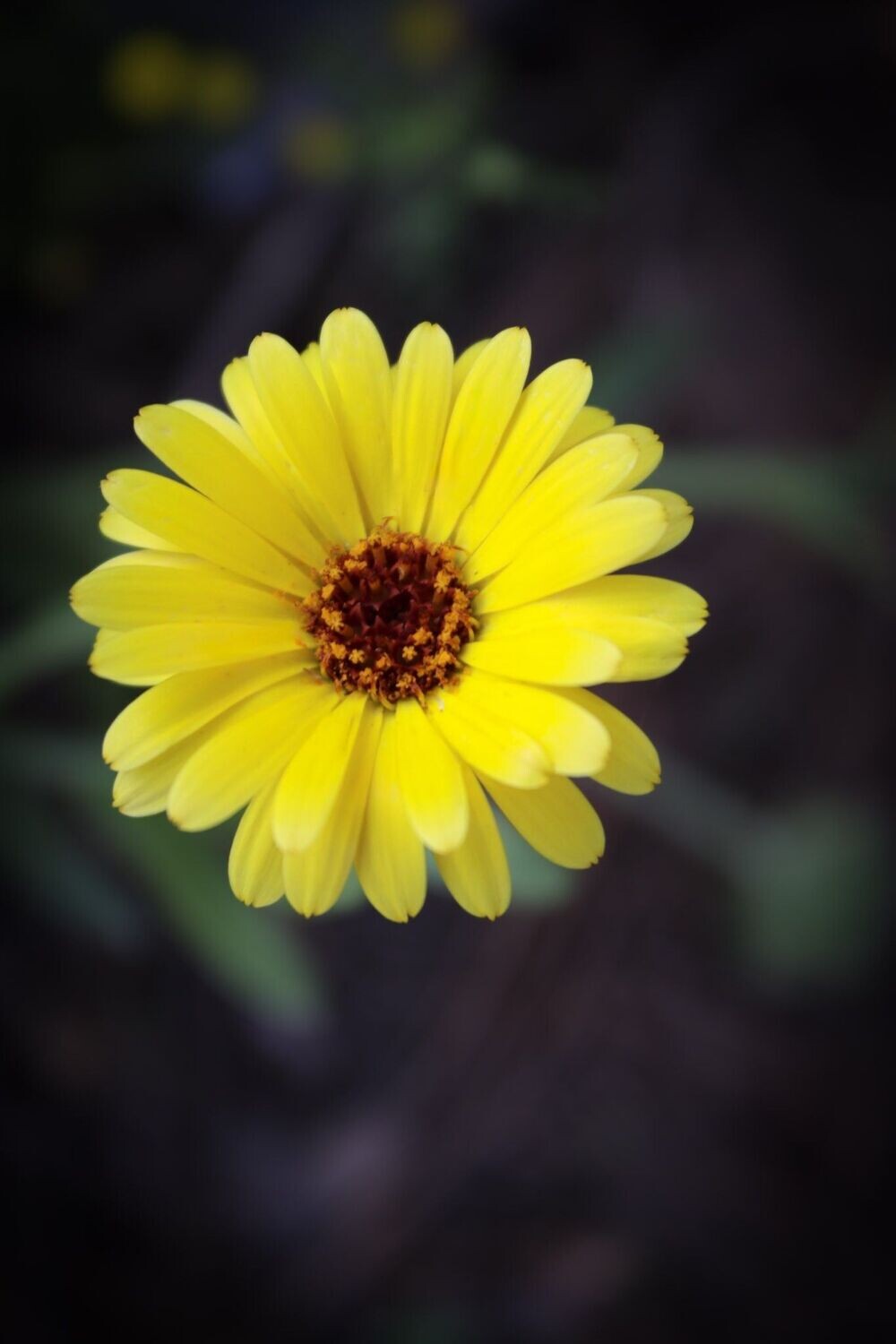 Daisy 2